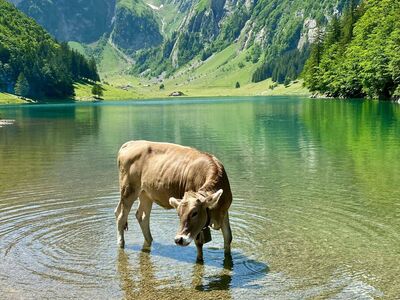 Milchkuh steht in seichtem Bergseewasser